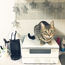 キッチン/オーブン/ねこのいる日常/ねこと暮らす/猫...などのインテリア実例 - 2017-04-01 03:28:04