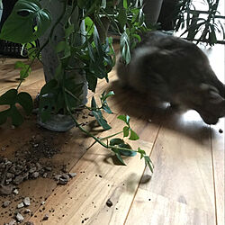 ヴィンテージチーク/猫と暮らす/猫のいる暮らし/植物のある暮らし/猫との暮らし...などのインテリア実例 - 2019-08-30 23:56:01