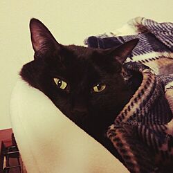 黒猫♡/ねこのいる日常のインテリア実例 - 2016-03-24 19:53:26