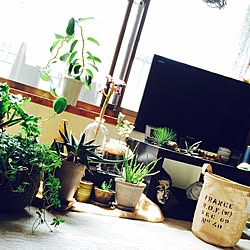 部屋全体/観葉植物/多肉植物/一人暮らし/賃貸...などのインテリア実例 - 2015-04-14 01:45:20