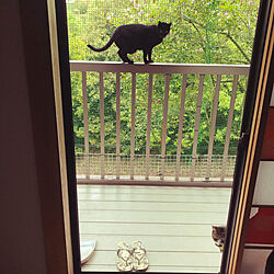 ベランダの猫/白キジのん/黒猫ミースケ/ねこのいる風景/玄関/入り口のインテリア実例 - 2021-04-24 06:14:43