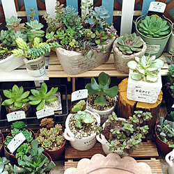 玄関/入り口/NO GREEN NO LIFE/100均/Daiso/多肉植物...などのインテリア実例 - 2018-08-04 08:57:03