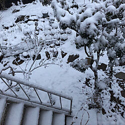 冬景色/雪景色/積雪/雪が降った/植物が好き...などのインテリア実例 - 2021-02-17 22:04:44