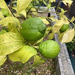 グリーンレモン/4年目のレモン/初収穫前/レモンの木/収穫までもうすぐ...などのインテリア実例 - 2022-09-29 09:53:17