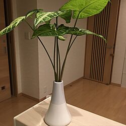 キッチン/花のある暮らし/観葉植物のインテリア実例 - 2017-03-18 21:35:20