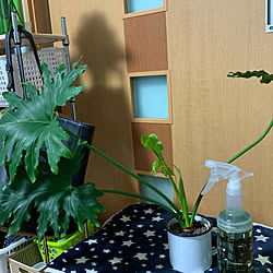 グリーンのある暮らし/観葉植物/いいね、フォロー本当に感謝です♡/いつもありがとう(*´ー｀*)/みんなありがとう❤︎...などのインテリア実例 - 2020-03-14 07:46:59