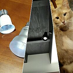 リビング/光熱費節約出来るかな/猫のインテリア実例 - 2017-02-18 19:09:35