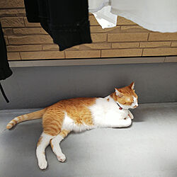 リビング/ベランダで寝るネコ/ねこのいる日常/猫ばかりですみませんのインテリア実例 - 2021-05-31 10:09:47