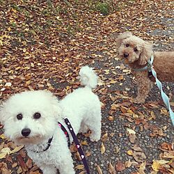 犬の散歩/枯葉の絨毯のインテリア実例 - 2016-11-16 02:13:45