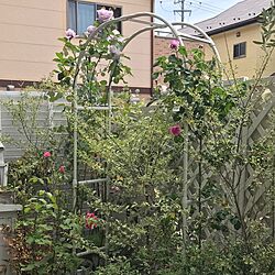 バラアーチ/鉢植えだけでもがんばる庭/ホワイトガーデンのインテリア実例 - 2017-05-07 22:02:20
