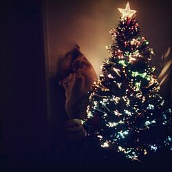 リビング/クリスマスツリー/クリスマスのインテリア実例 - 2013-12-17 22:23:16