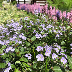 ガーデニングが好き/植物のある暮らし/庭の花/庭のある暮らし/庭の草花...などのインテリア実例 - 2023-04-08 22:20:07