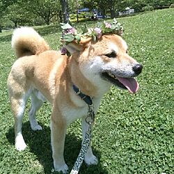 玄関/入り口/連投すみません/犬部♪/犬ばかりでスイマセン/family❤️...などのインテリア実例 - 2015-05-04 13:21:44