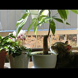 猫と暮らすのインテリア実例 - 2017-03-05 13:44:57