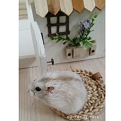 バス/トイレ/ハムスターのお家 DIY/ハムスターがいる暮らし/ペットと暮らす家/ラテちゃん♪のインテリア実例 - 2016-12-23 06:37:11