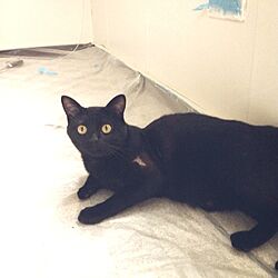 リビング/黒猫/ペットのインテリア実例 - 2013-05-16 18:56:50
