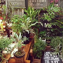 植物のある部屋/植物好き/渋谷園芸/観葉植物/植物色々...などのインテリア実例 - 2015-11-14 05:59:57