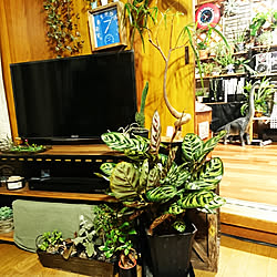 リビング/観葉植物のある部屋/テレビ台DIY/ブライワックス・ジャコビアン/リメイク缶のインテリア実例 - 2017-10-18 18:54:16