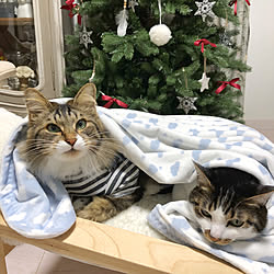 リビング/猫のいる日常/猫のいる暮らし/クリスマスディスプレイ/ニャビーシック...などのインテリア実例 - 2018-12-08 17:29:51