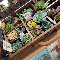 多肉植物のある暮らし/エケベリアが好き/トランクケース/多肉植物/多肉寄せ集め...などのインテリア実例 - 2023-04-19 17:15:42