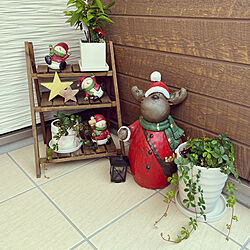 クリスマス/観葉植物のある暮らし/観葉植物/シュガーバイン/セリア...などのインテリア実例 - 2022-12-10 15:04:16