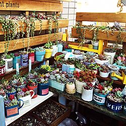 部屋全体/DIY/多肉植物/succulent plants/すのこ棚...などのインテリア実例 - 2016-02-03 22:03:15