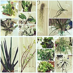 リビング/植物のある暮らし/観葉植物/エアープランツ/多肉植物...などのインテリア実例 - 2016-05-07 08:03:20