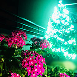 ベランダにツリー飾ってます/LEDライト/ペンタスとツリーのコラボ/クリスマス/いいね！ありがとうございます♪...などのインテリア実例 - 2020-12-10 00:21:09