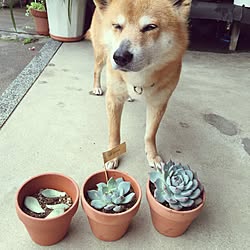 ベッド周り/蘭丸/アメブロもりりんの家庭菜園やっています。/多肉植物/リチ...などのインテリア実例 - 2015-04-19 08:42:00