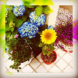 玄関/入り口/植物/庭/ガーデニング/花のある暮らしのインテリア実例 - 2017-06-12 22:01:48