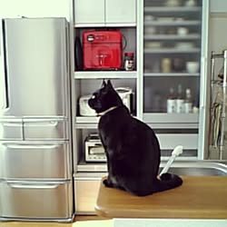 部屋全体/ニトリ/黒猫/食器棚のインテリア実例 - 2016-08-26 17:13:32