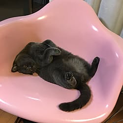 玄関/入り口/ねこばかりですいません/ねこ部屋/ねこのいる日常/ぽて猫部...などのインテリア実例 - 2017-07-17 21:53:08