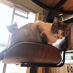 猫スペース/キッチンのインテリア実例 - 2020-04-04 00:01:21