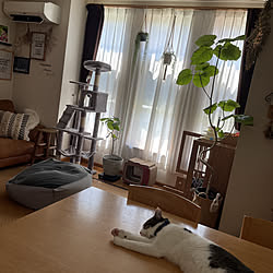 ねこと暮らす/ねこばかりすみませんm(._.)m/roomclipの出会いに感謝♪/ねこと暮らすインテリア/キャットタワー...などのインテリア実例 - 2021-08-01 10:50:52