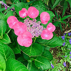 綺麗な色/雨上がりの庭/紫陽花のインテリア実例 - 2020-06-12 21:53:47