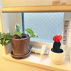 窓枠に植物/サボテン緋牡丹/観葉植物/いつもいいねやコメありがとうございます♡/壁/天井のインテリア実例 - 2022-03-02 08:10:38