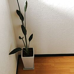 玄関/入り口/植物/観葉植物のインテリア実例 - 2013-12-20 10:31:33