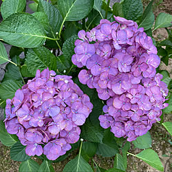 去年の紫陽花/今年もよろしくお願いします☻/気分を変えて★/吹雪2℃/こんこん積もる雪...などのインテリア実例 - 2022-02-16 16:34:50