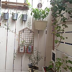 部屋全体/DIY/3COINS/ベランダ/植物...などのインテリア実例 - 2014-08-16 09:12:06