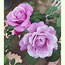 シャルル・ド・ゴール/薔薇が好き/お庭の薔薇/お花が好き/1969組...などのインテリア実例 - 2020-06-02 20:32:34