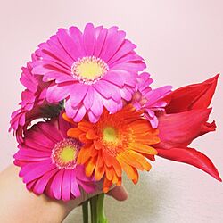 リビング/植物/お花のインテリア実例 - 2014-03-13 22:55:32