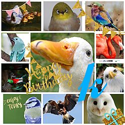 棚/誕生日おめでとう♫/これからもよろしく〜♪/鳥のモチーフが好きだと聞きましたので/ちなみに左下から2番目は世界一美しい鳥...などのインテリア実例 - 2023-06-16 21:44:16