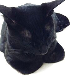 ペット/黒猫/家具ではナイです…スミマセンのインテリア実例 - 2013-12-26 14:14:41