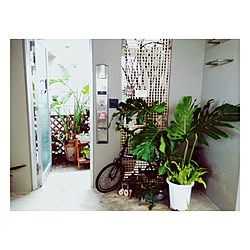 玄関/入り口/観葉植物のインテリア実例 - 2016-03-05 13:21:35