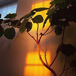 壁/天井/西陽/ウンベラータ/観葉植物/白壁のインテリア実例 - 2015-09-28 23:03:44