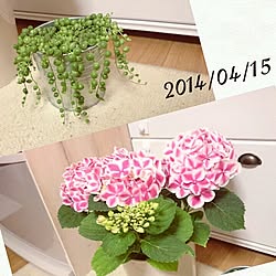 購入品♡/いつもいいねありがとうございます♡/紫陽花バカ♥/紫陽花/グリネちゃん♥のインテリア実例 - 2014-04-15 20:25:58