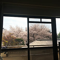 部屋全体/暮らしの一コマ/1LDK暮らしの工夫/模様替え中/桜...などのインテリア実例 - 2018-03-26 14:39:41