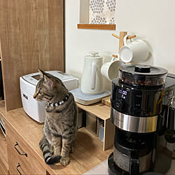 保護猫/ねこと暮らす。/中古住宅/食器棚/ログハウス...などのインテリア実例 - 2022-01-15 15:32:25