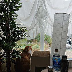 リビング/猫/窓 おしゃれカーテン/観葉植物のインテリア実例 - 2020-12-15 22:23:53