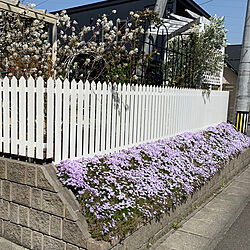 春の庭/外構/白いフェンス/ガーデニングが好き/お家で楽しく...などのインテリア実例 - 2023-04-17 21:27:10